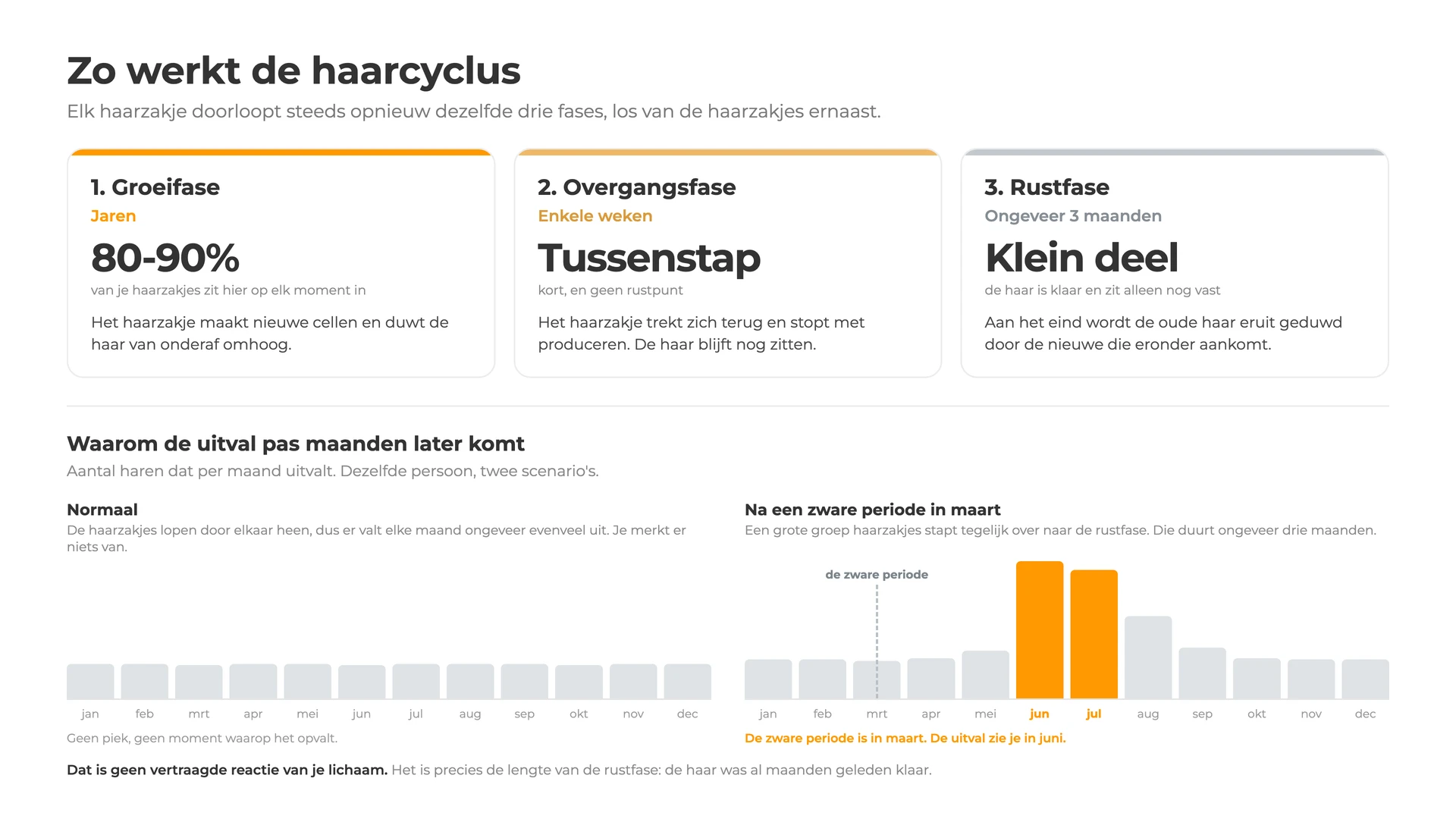 De drie fases van de haarcyclus: groeifase van jaren, korte overgangsfase en rustfase van ongeveer drie maanden