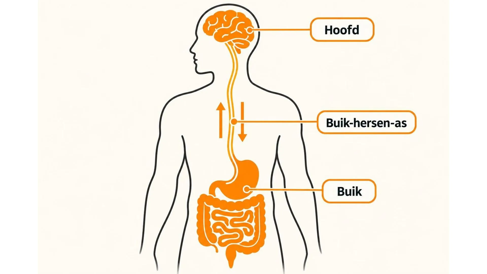 Lijnillustratie van een lichaam waarin het hoofd en de buik met elkaar verbonden zijn via een zenuwbaan met pijlen in twee richtingen, ter illustratie van de buik-hersen-as.