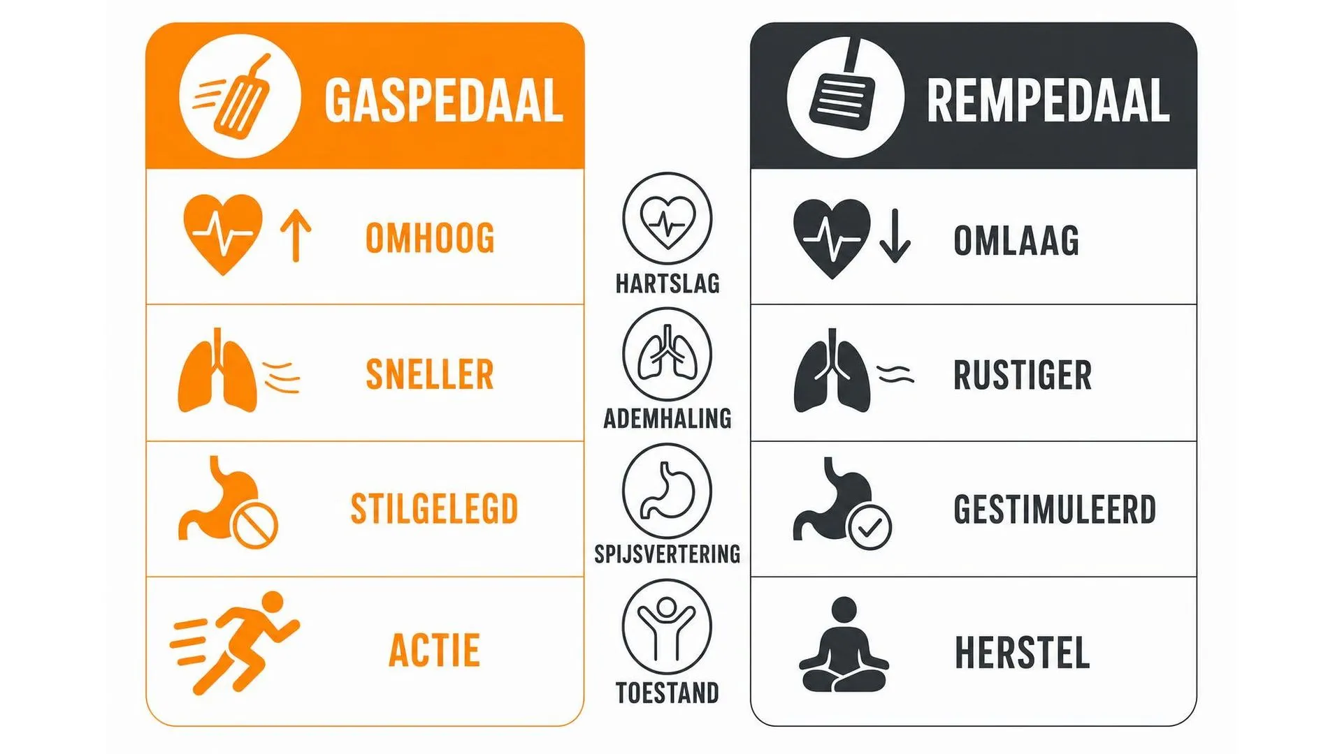 Vergelijking tussen het sympathische zenuwstelsel (gaspedaal) en het parasympathische zenuwstelsel (rempedaal)