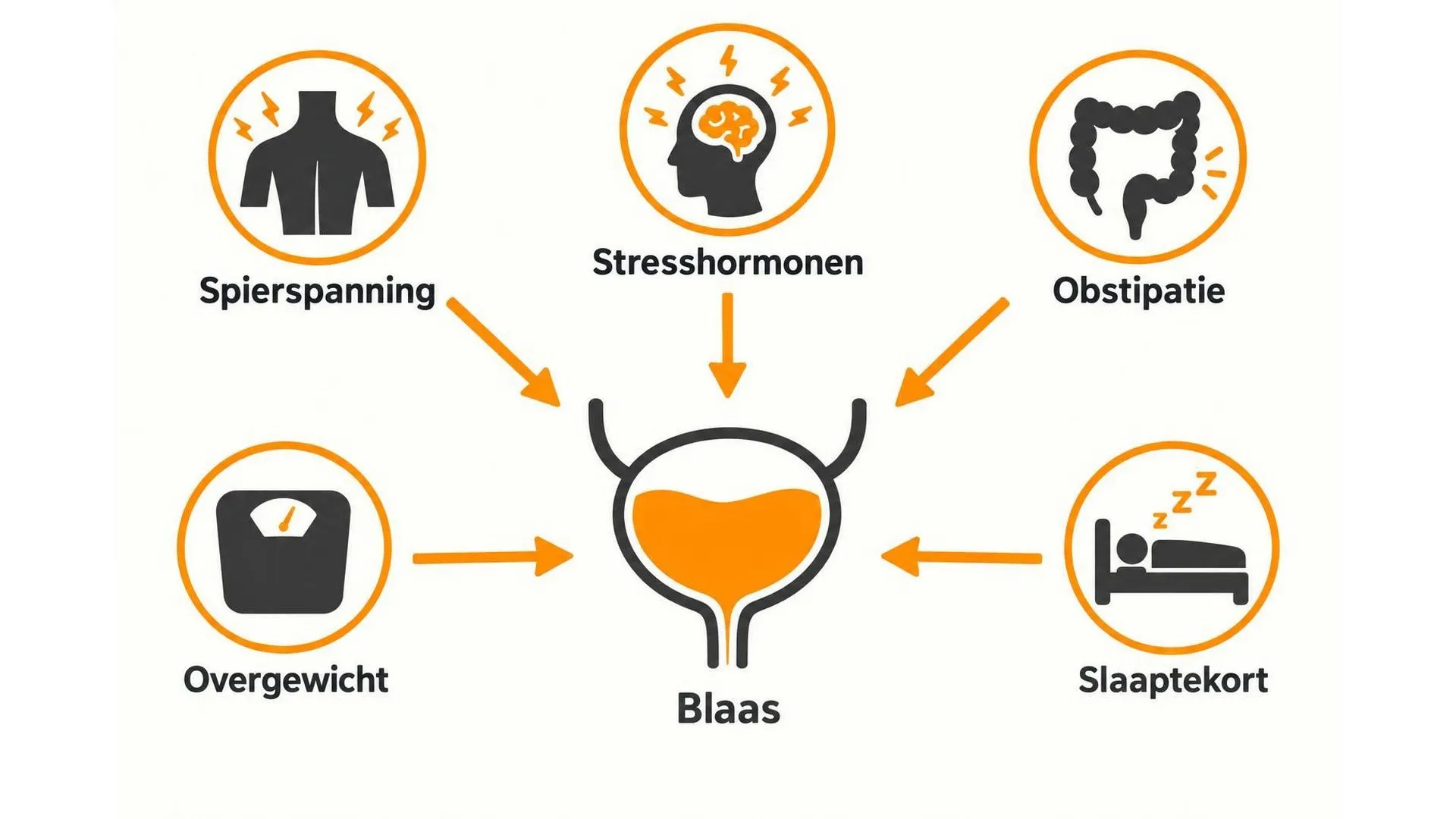 Vijf factoren die allemaal tegelijk op de blaas inwerken, samenkomend bij een centraal blaasicoon