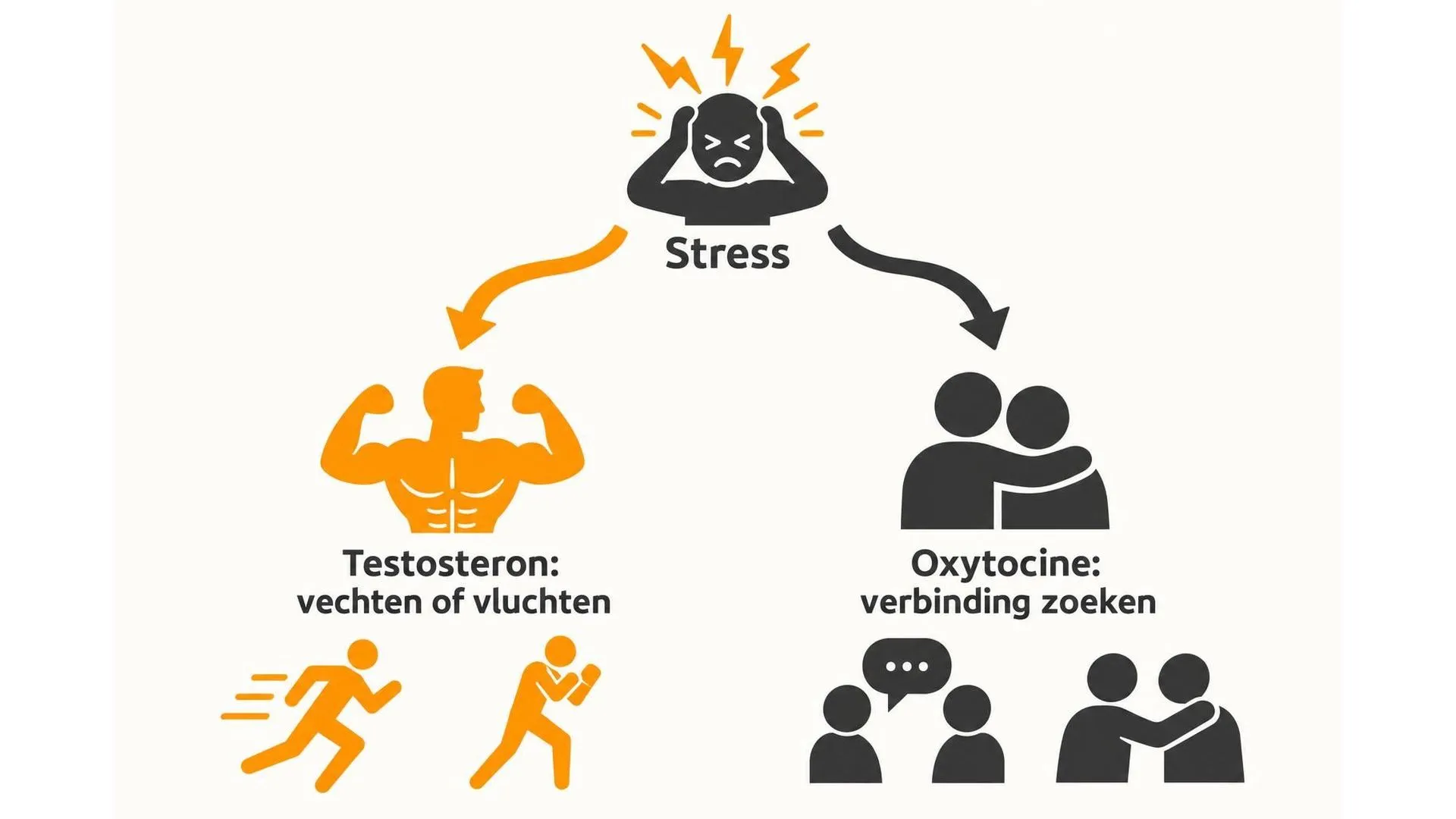 Vertakkingsdiagram waarin één stressmoment bij mannen vaker leidt tot een vecht-of-vluchtreactie en bij vrouwen vaker tot het zoeken van verbinding